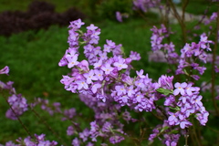 Daphne genkwa