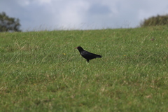 Pyrrhocorax pyrrhocorax