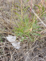 Stillingia texana
