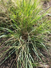 Tridens albescens