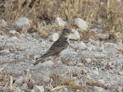 Alaudala rufescens