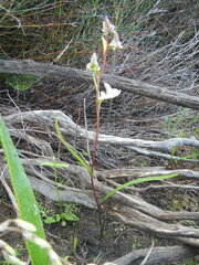 Disperis circumflexa aemula
