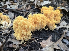 Ramaria
