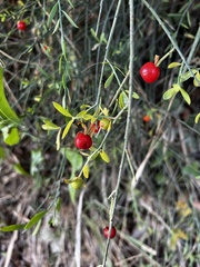 Osyris alba
