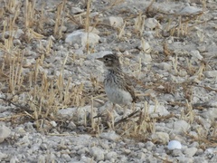 Alaudala rufescens