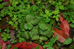 Hepatica nobilis asiatica