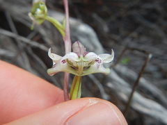 Disperis circumflexa aemula