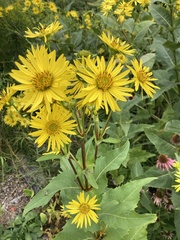 Silphium
