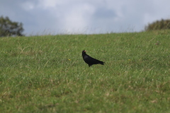 Pyrrhocorax pyrrhocorax