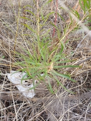 Stillingia texana