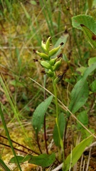 Platanthera