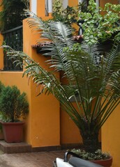 Arecaceae
