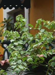 Bougainvillea spectabilis