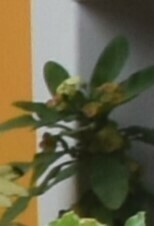 Euphorbia milii