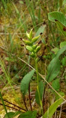 Platanthera