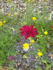 Sixalix atropurpurea