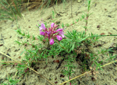 Thymus pallasianus