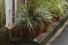 Codiaeum variegatum