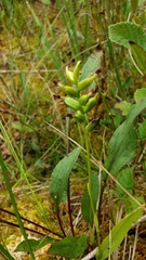 Platanthera
