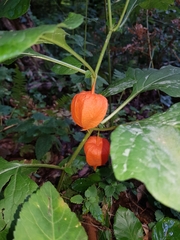 Alkekengi officinarum