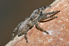 Menemerus