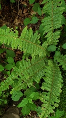 Polystichum braunii