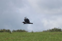 Pyrrhocorax pyrrhocorax