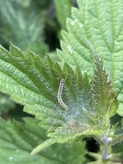 Anthophila fabriciana
