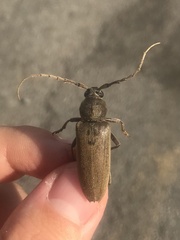 Enaphalodes hispicornis