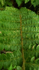 Polystichum braunii