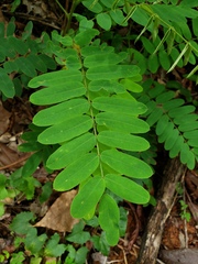 Barbieria pinnata