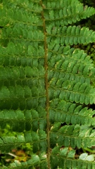 Polystichum braunii