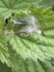 Anthophila fabriciana