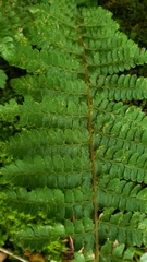 Polystichum braunii