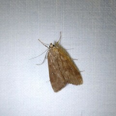 Parapoynx stratiotata