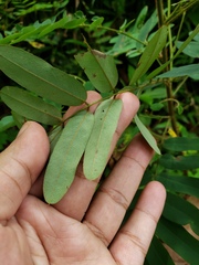 Barbieria pinnata