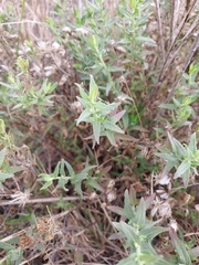 Brickellia eupatorioides