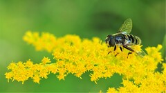 Eristalis dimidiata