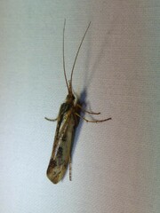 Limnephilus marmoratus