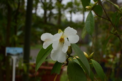 Camellia grijsii