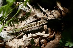 Lacerta viridis
