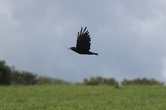 Pyrrhocorax pyrrhocorax