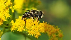 Eristalis dimidiata