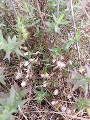 Brickellia eupatorioides
