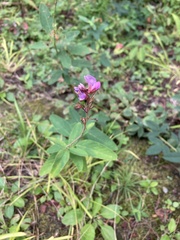 Desmodium canadense