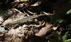 Lacerta viridis
