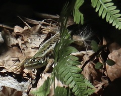Lacerta viridis