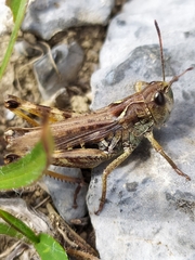 Gomphocerus sibiricus