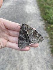 Catocala fraxini