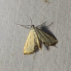 Cataclysta lemnata